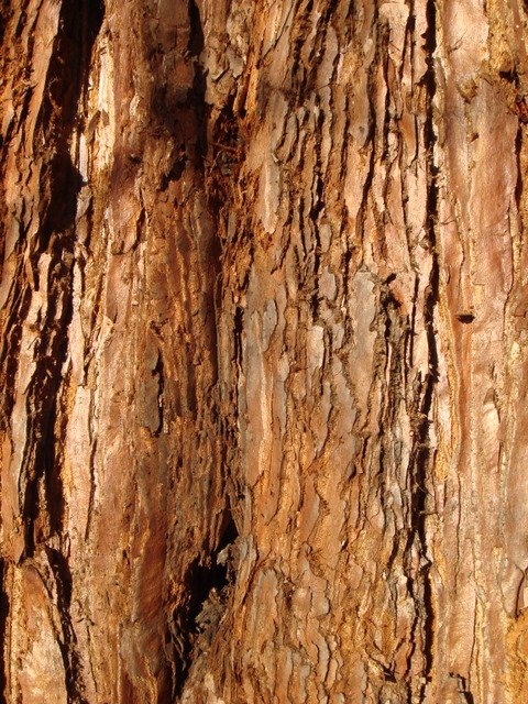 Sequoiadendron giganteum ecorce